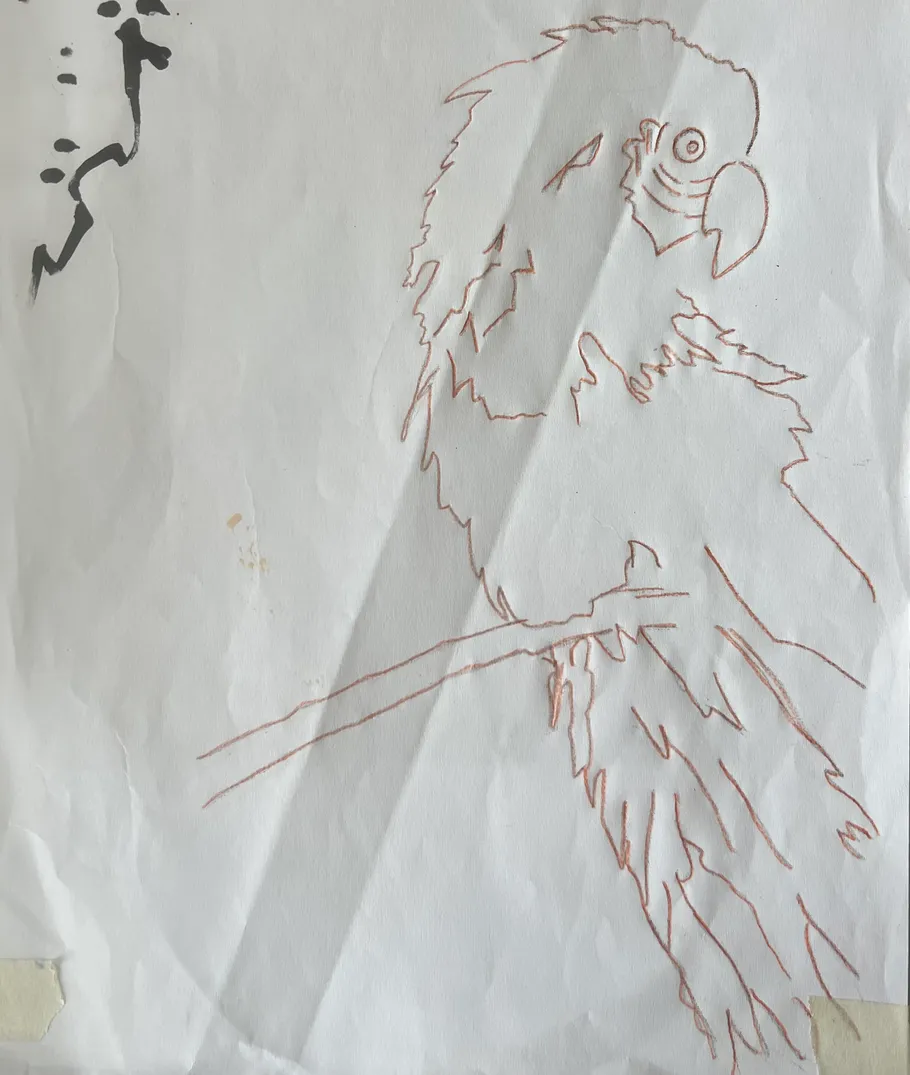 Parrot outline drawing on wrinkled paper.