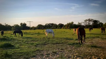 Horses grazing in a large grassy field.