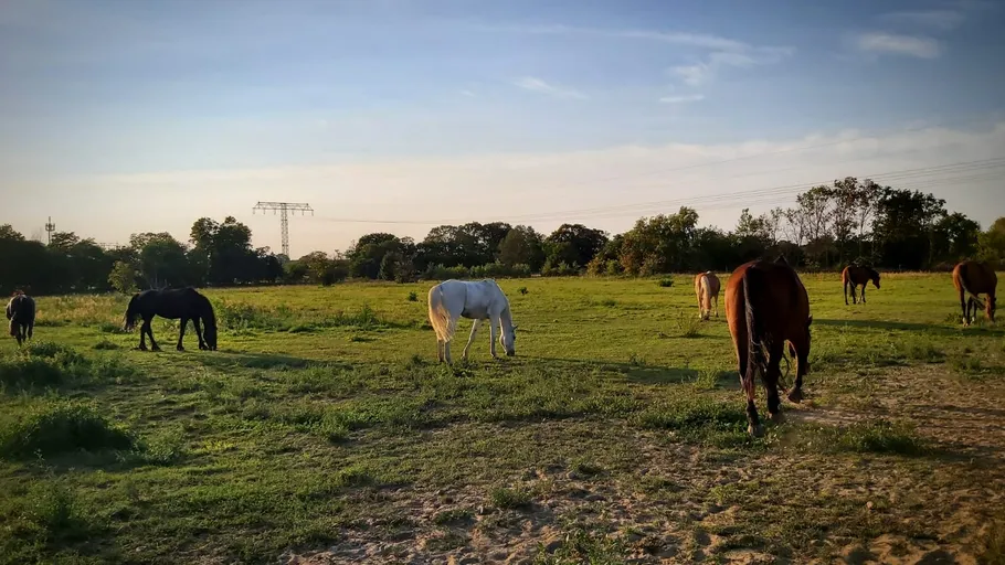 Pferde grasen auf einer großen Wiese.