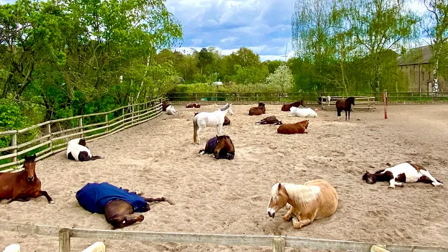 Pferde liegen in einem sandigen Paddock.