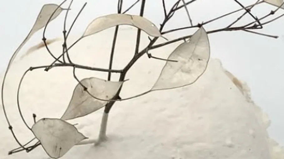 Delicate branches with translucent leaves on snow.