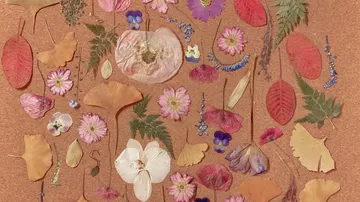 Gepresste Blumen und Blätter auf Korkwand.
