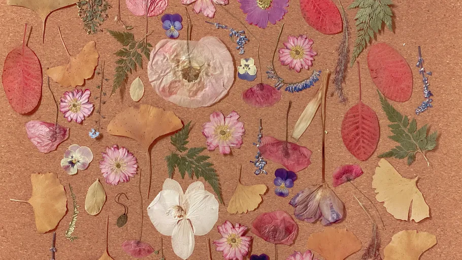 Gepresste Blumen und Blätter auf Korkwand.