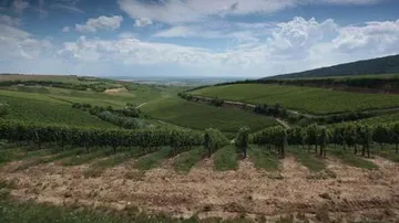 Weinberg auf sanften Hügeln unter Wolkenhimmel.