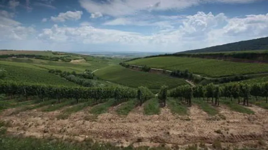 Vineyard on rolling hills under cloudy sky.