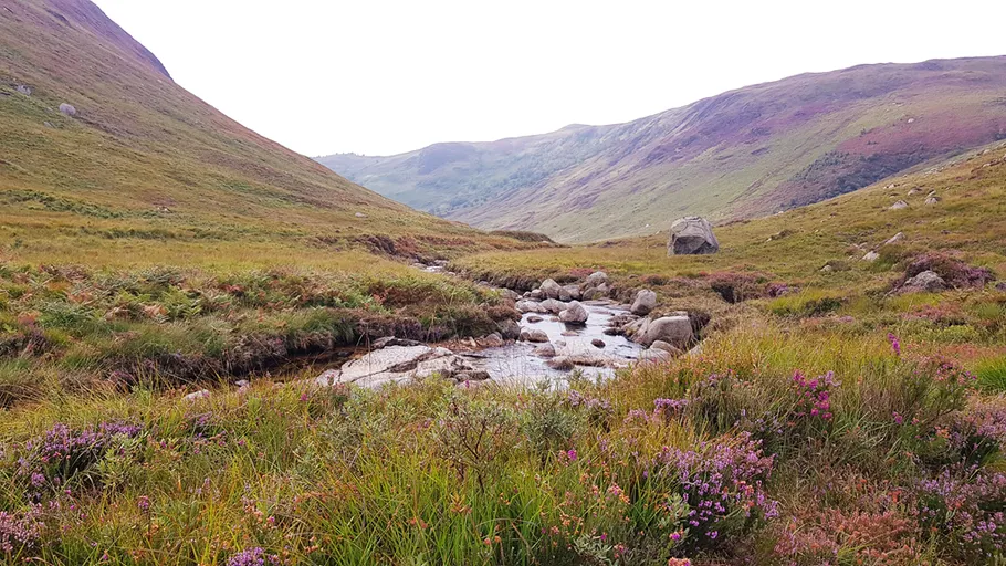 Mountain valley with stream and wildflowers.