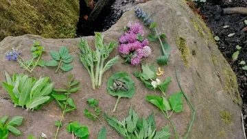 Verschiedene Pflanzen auf einem großen Felsen.