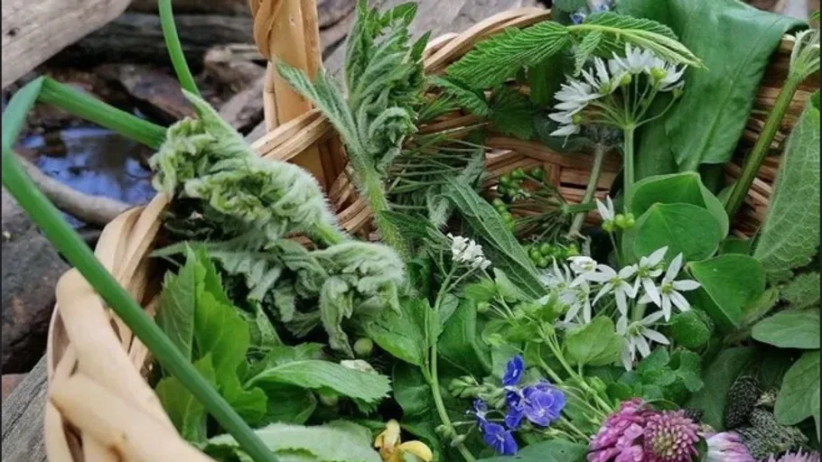 Korb gefüllt mit verschiedenen essbaren Wildkräutern.