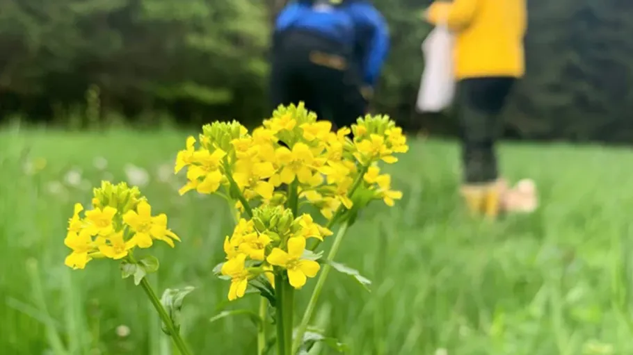 Yellow flowers in a grassy field, people in background.