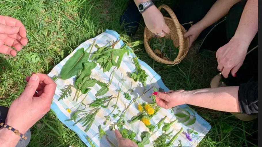 Hands arranging herbs on a cloth outdoors.