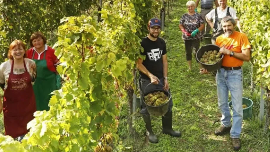 People harvesting grapes in vineyard.