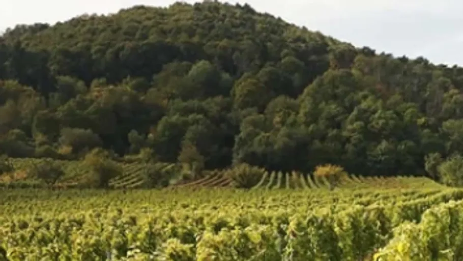 Vineyard with lush hill in background.