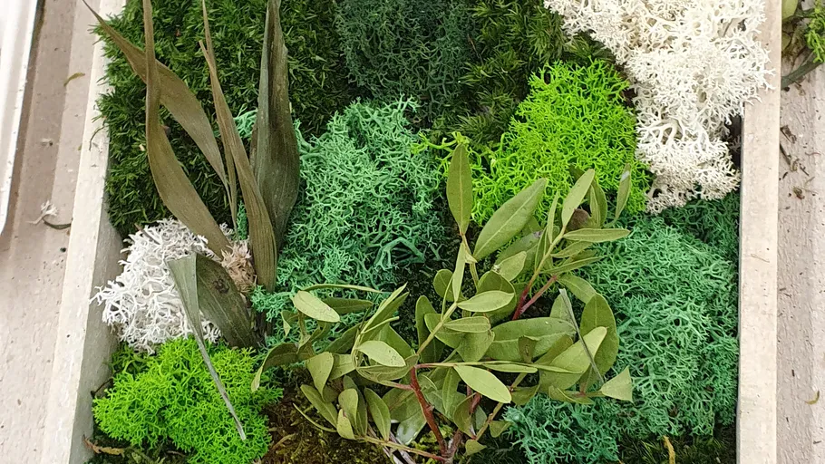 Verschiedene Moose und Blätter in einer Kiste.