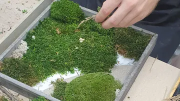 Hand arrangiert Moos in einem Holzrahmen.