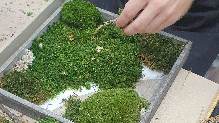 Hand arranging moss in a wooden frame.