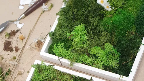 Moss and daisies in wooden frame, table background.