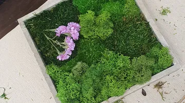Moss and purple flowers in wooden frame.