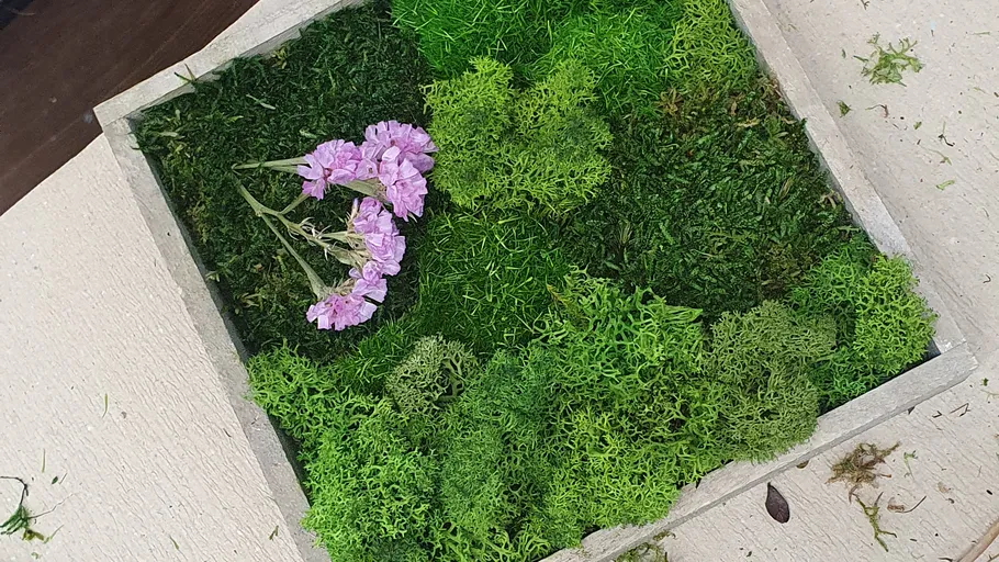 Moss and purple flowers in wooden frame.