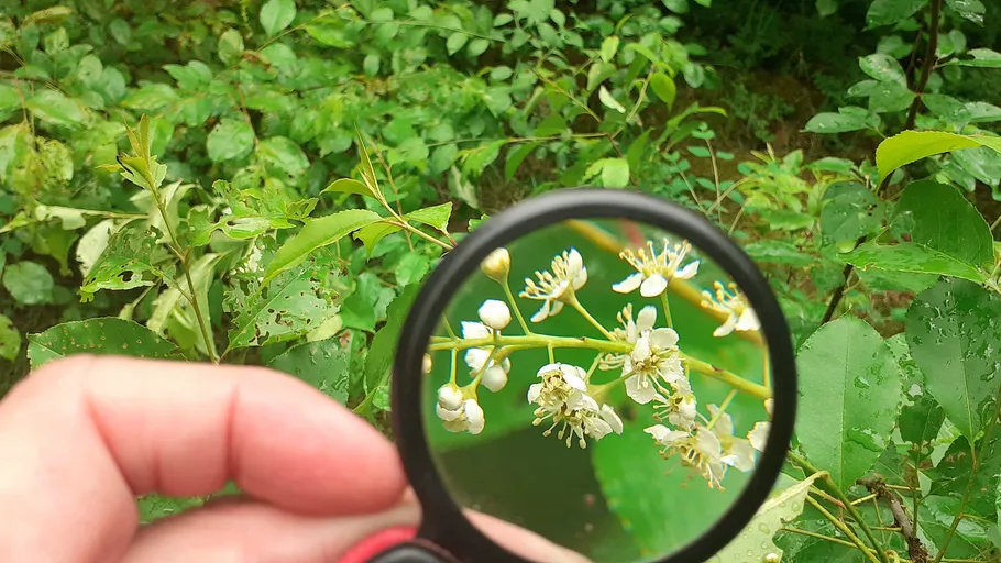 Hand holding magnifying glass over flowers.