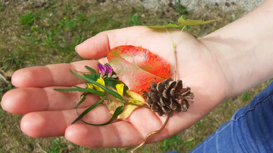 Hand hält Blätter, Blumen und Tannenzapfen draußen.