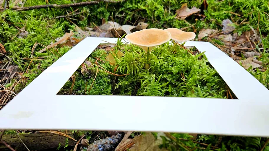 Mushrooms growing in moss, framed by white rectangle.