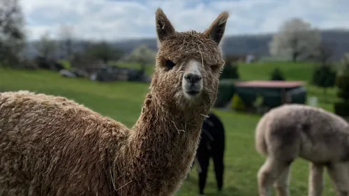 Brown alpaca standing in grassy field.