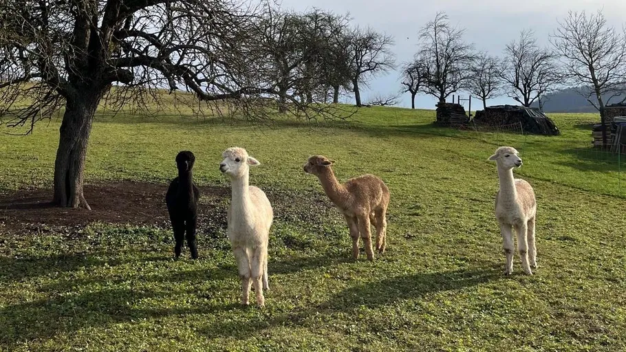 Vier Alpakas stehen auf grasigem Hügel.
