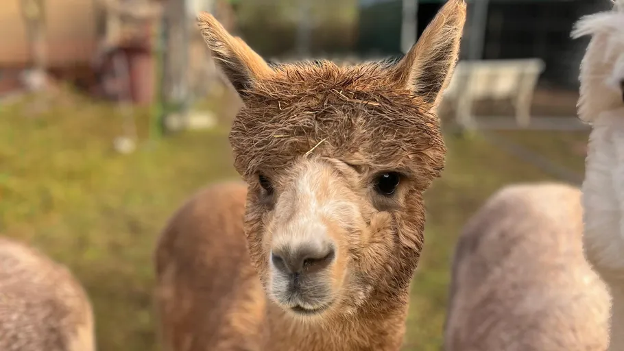 Brown alpaca facing camera in grassy area.