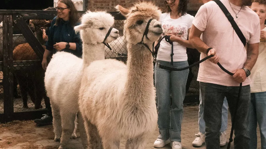 Two alpacas are led outdoors by people.