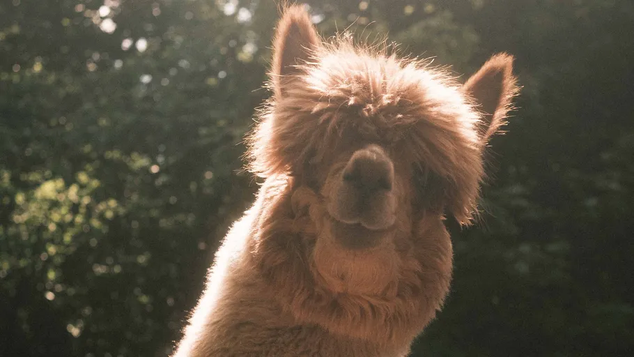 Alpaka schaut in die Kamera bei Sonnenlicht.