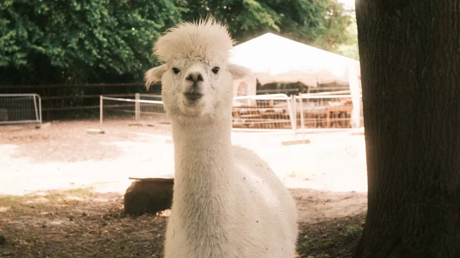 White alpaca stands in a fenced area outdoors.