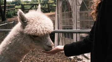 Alpaca eating from a person's hand, outdoor setting.