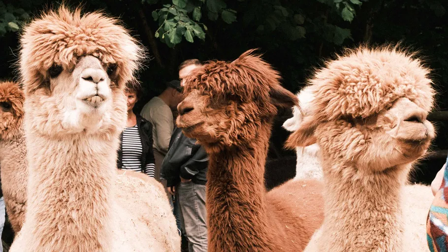 Three alpacas standing together outdoors.