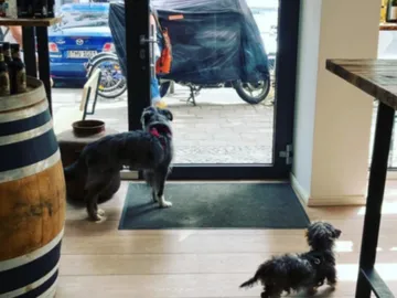 Two dogs are watching vehicles passing through the door outside.