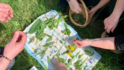 People sorting plants on a blanket outdoors.