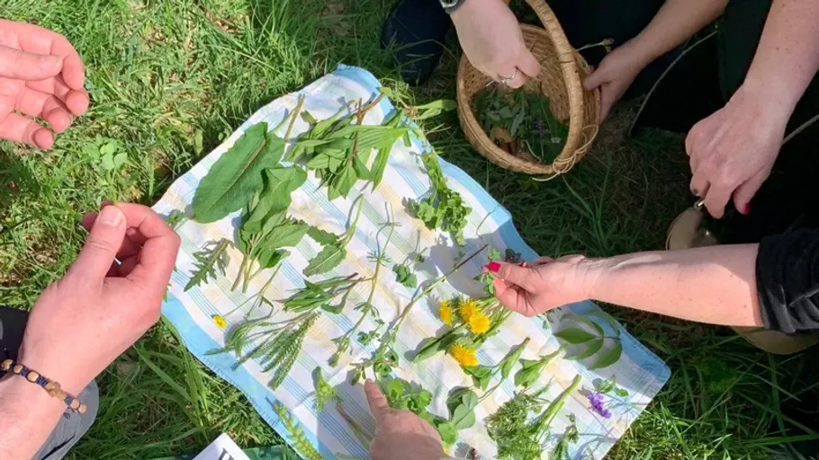 People sorting plants on a blanket outdoors.