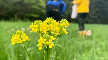 Gelbe Blumen im Fokus, unscharfe Personen im Hintergrund.