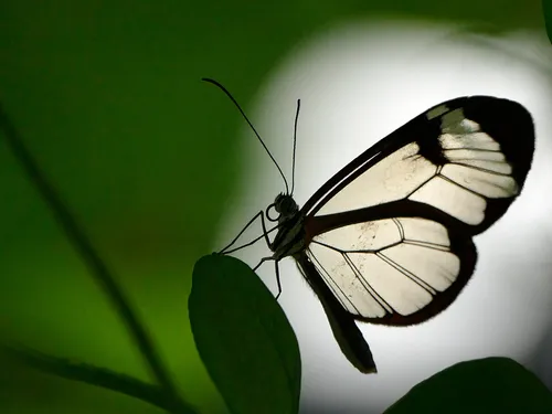 A butterfly sits on a leaf in the shade.