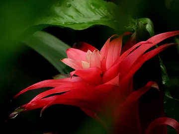 Red flower unfolds between green leaves in shade.