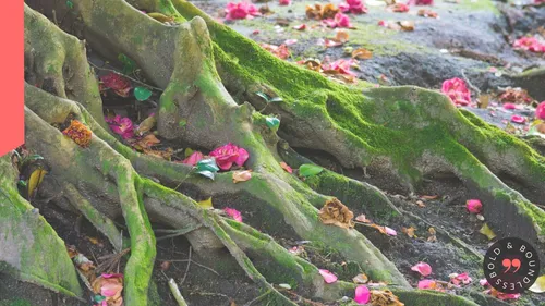 Moss-covered roots and scattered pink flowers.