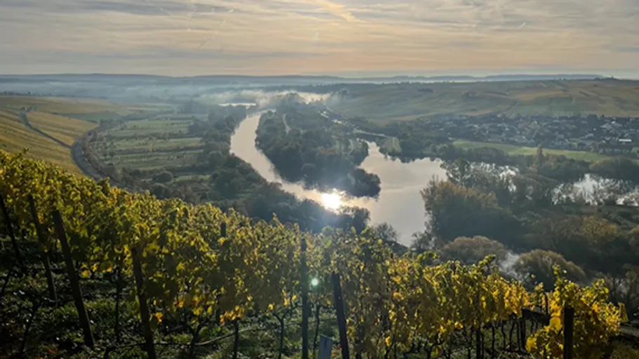 Weinberg mit Blick auf Fluss bei Sonnenuntergang.
