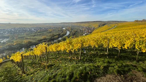 Weinberg mit Blick auf Fluss und Stadt.