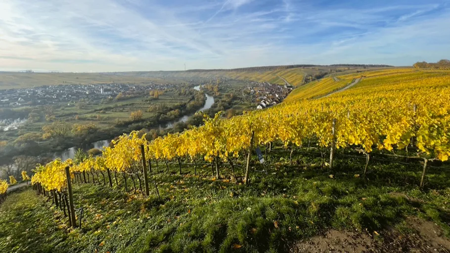 Vineyard overlooking river and distant town.