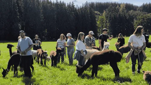Menschen gehen mit Lamas auf einer Wiese.