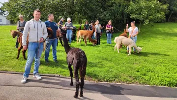 Menschen spazieren mit Alpakas auf einer Wiese.