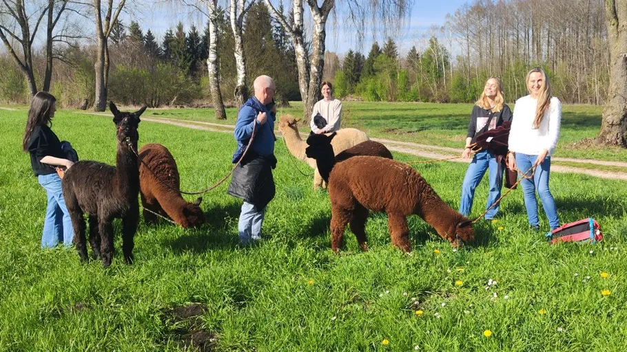 Menschen mit Alpakas auf sonniger Wiese.