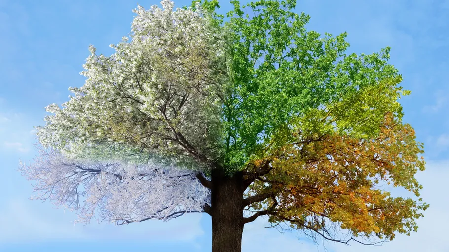 Tree showing four seasons against blue sky.