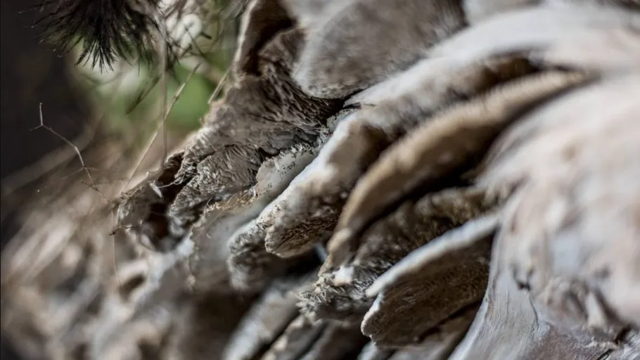 Close-up of textured tree bark outdoors.