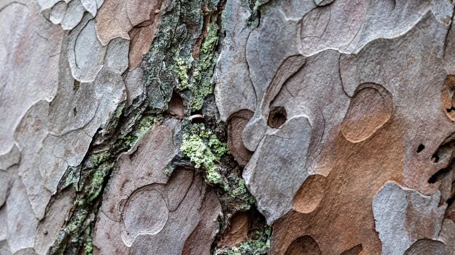 Close-up of textured tree bark surface.