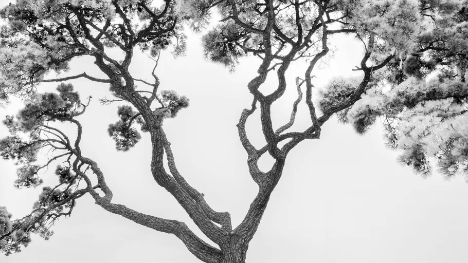 Tree branches silhouetted against a white sky.